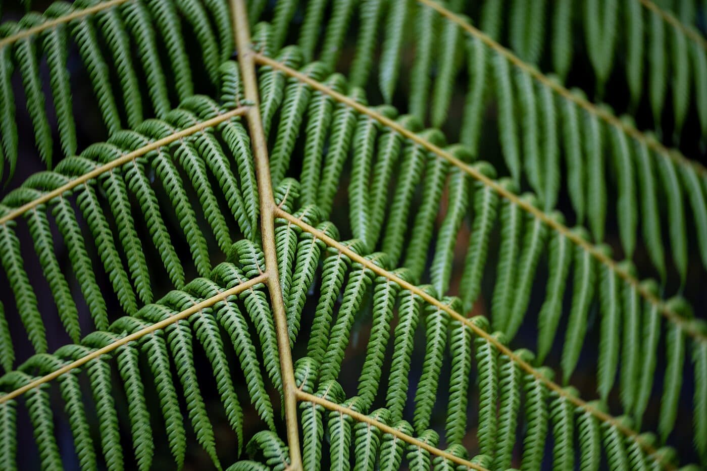Fern fronds fanning in close-up across the whole frame