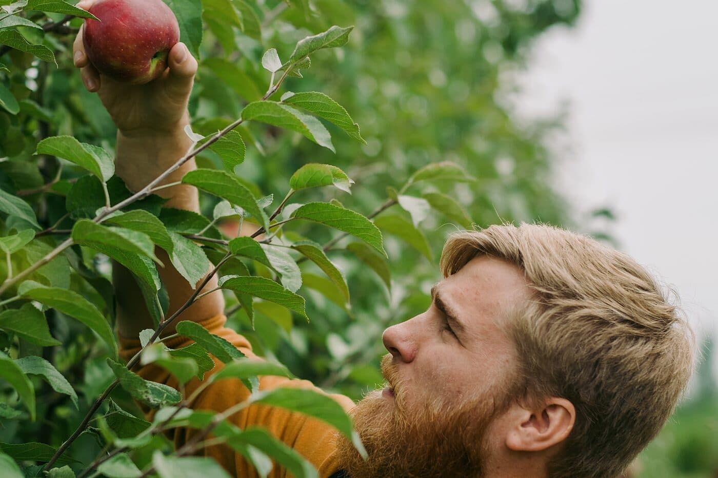 A man in an orange sweater reaching up to pick an apple