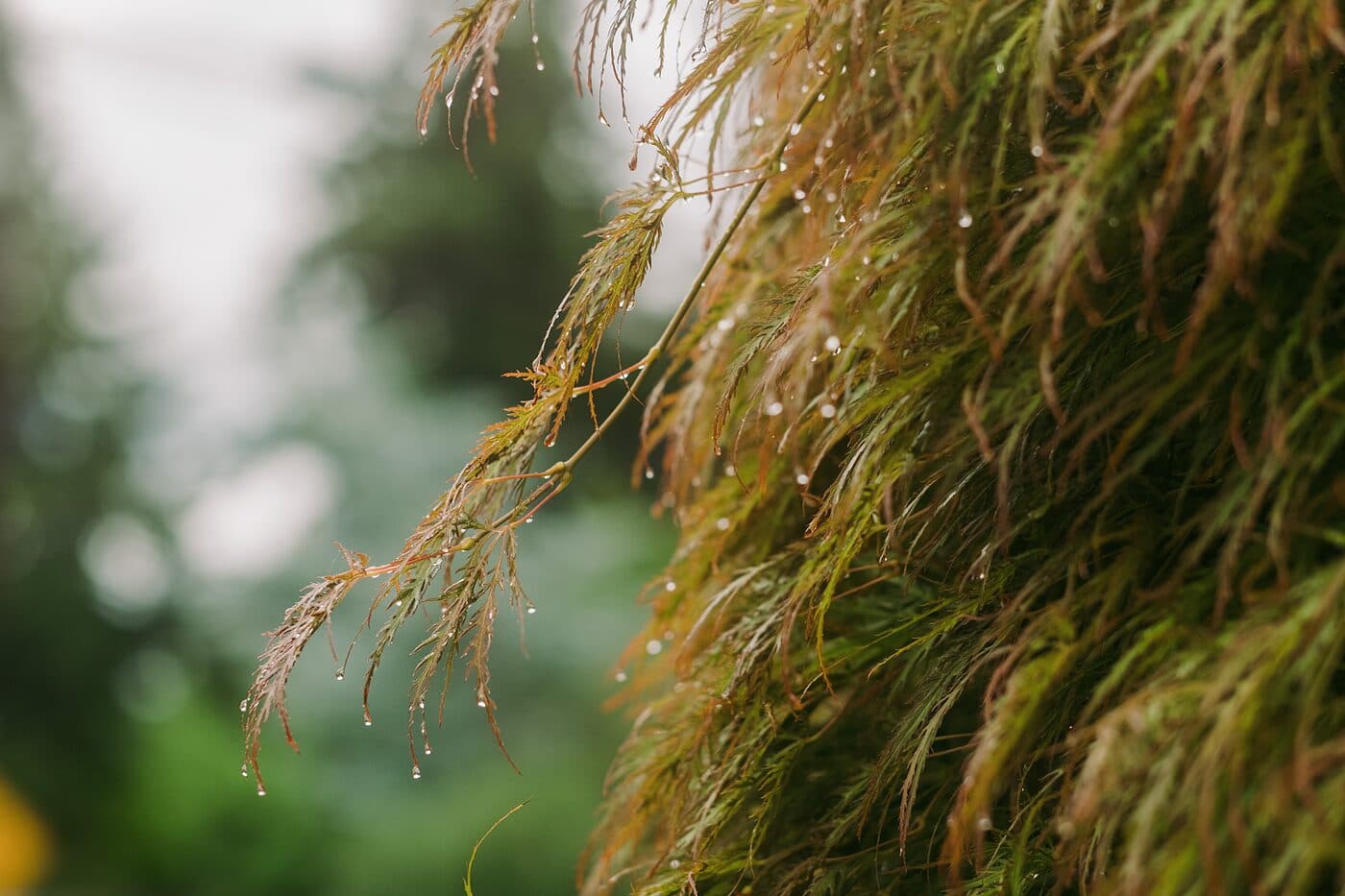 Rain beading on conifer foliage against soft green shade