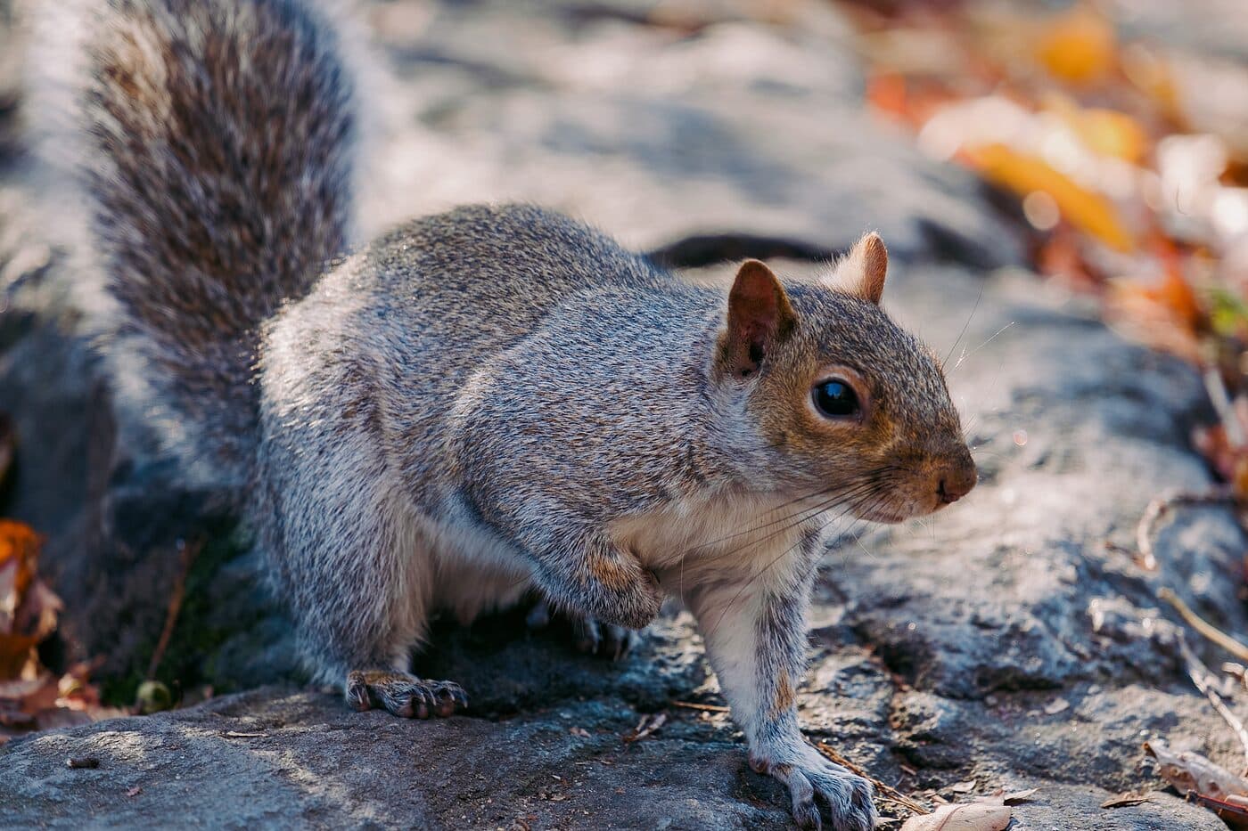 A squirrel on a sunlit rock