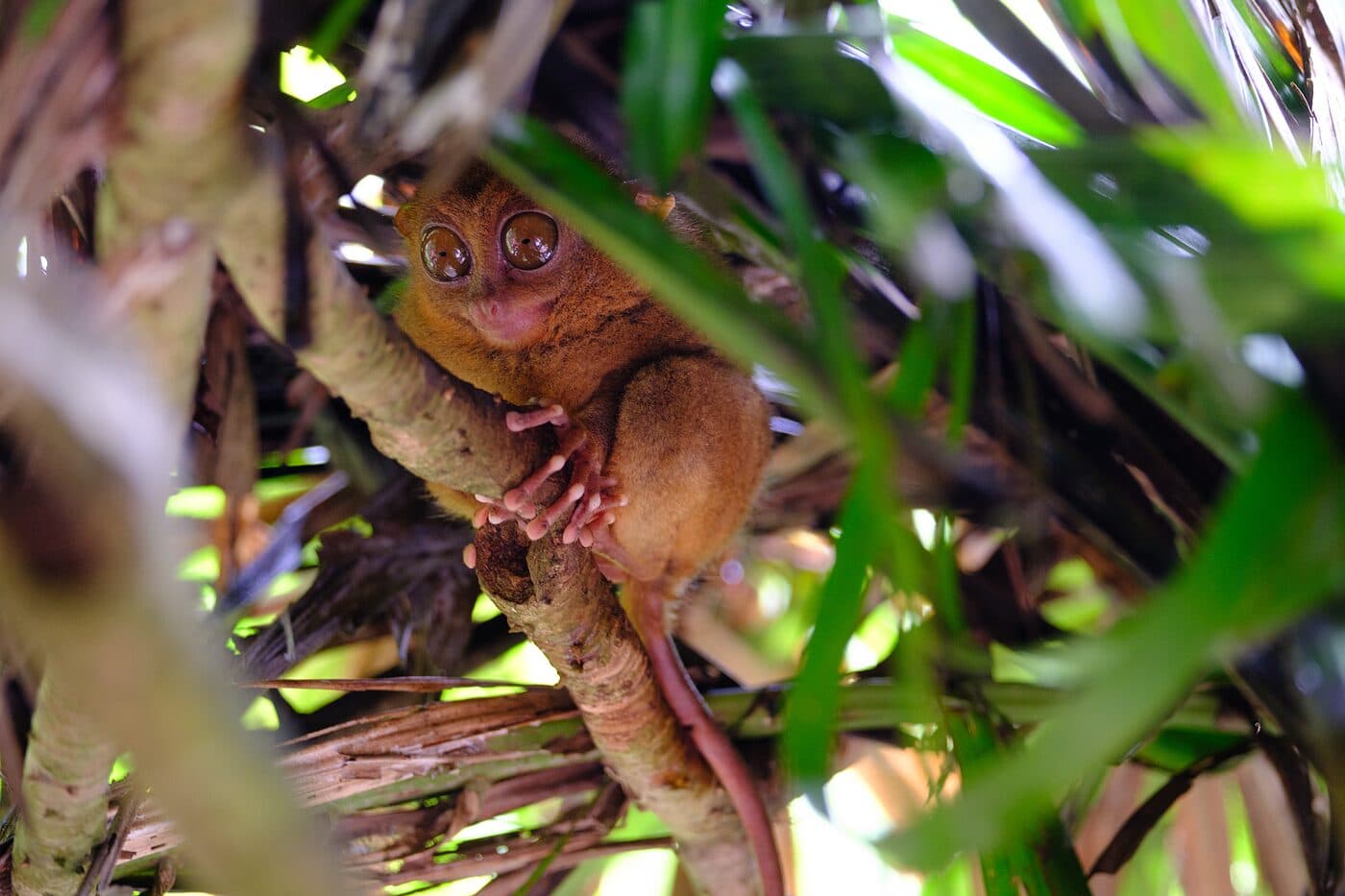 A wide-eyed tarsier gripping a branch in dense foliage