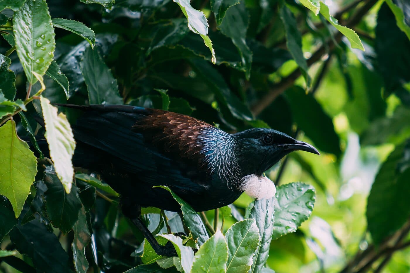 A tui, white throat tuft against iridescent plumage, perched in wet foliage
